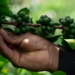 Ecuador - Pepe Jijon - Soledad