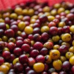 Multi coloured coffee cherries harvested together in basket before sorting