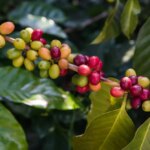 Different stages of coffee cherry colours during ripening