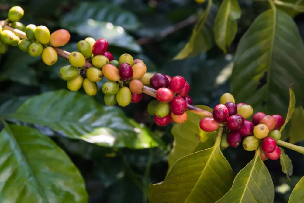 Different stages of coffee cherry colours during ripening