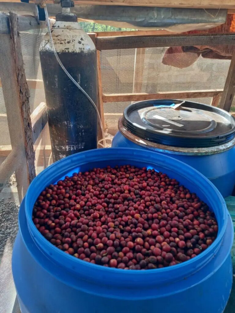 Ripe harvested coffee cherries in fermentation tanks at Maguta Estate in Central Kenya