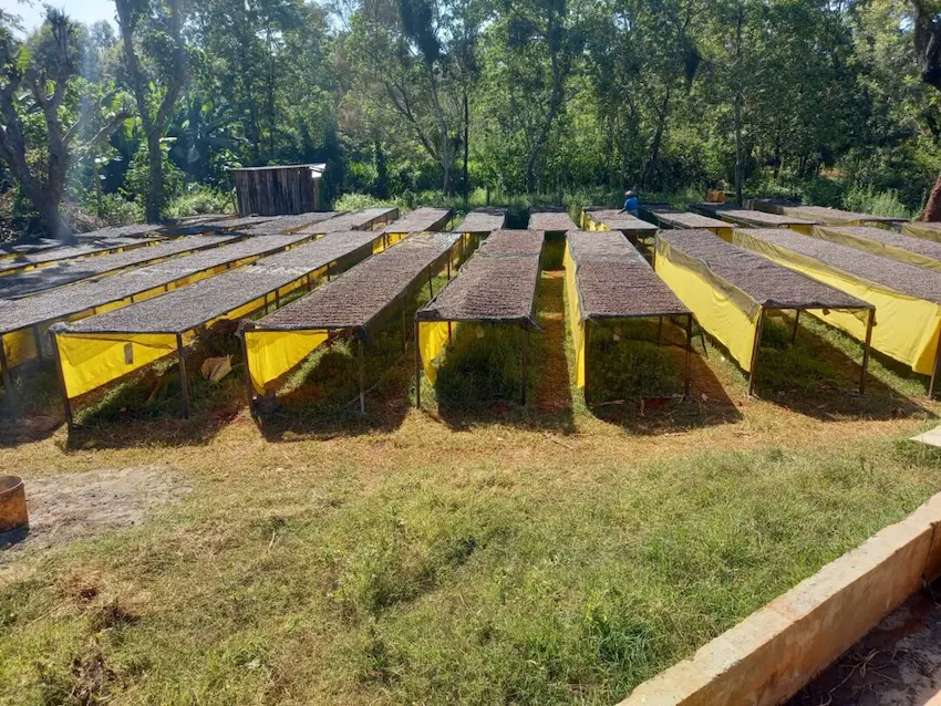 Natural coffee drying on drying beds in lush green forest at Maguta Estate in Nyeri Kenya