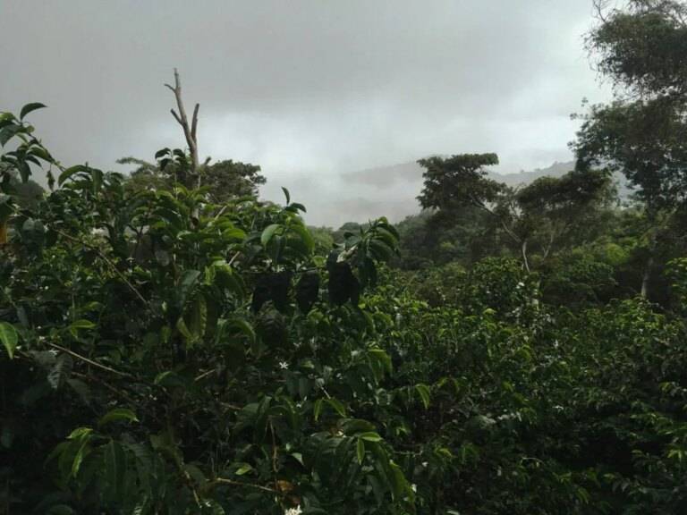 View from Panama coffee farm of misty morning