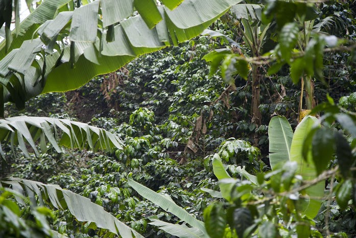 Finca El Cipres has been planted with marsellesa parainema catuai and obata arabica coffee varietals