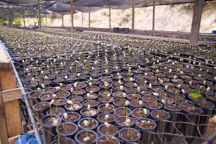 Greenhouse of coffee bean seedlings growing before planting in Nicaragua
