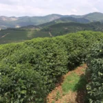 Landscape view at Sertao Estate in Brazil