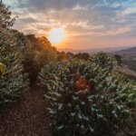 Beautiful sunset over rows of flowering coffee trees on mountain in Carmo de Minas Brazil