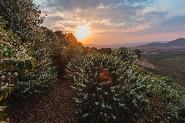 Beautiful sunset over rows of flowering coffee trees on mountain in Carmo de Minas Brazil