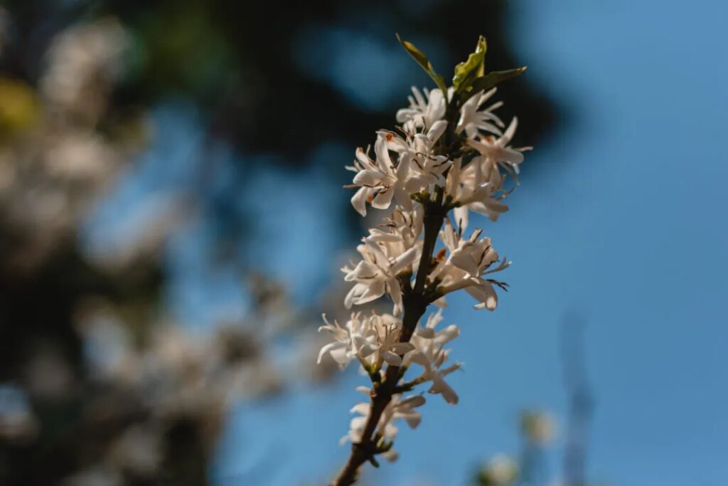 The beautiful flowers of a coffee tree against a blue sky in Carmo de Minas Brazil