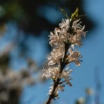 The beautiful flowers of a coffee tree against a blue sky in Carmo de Minas Brazil