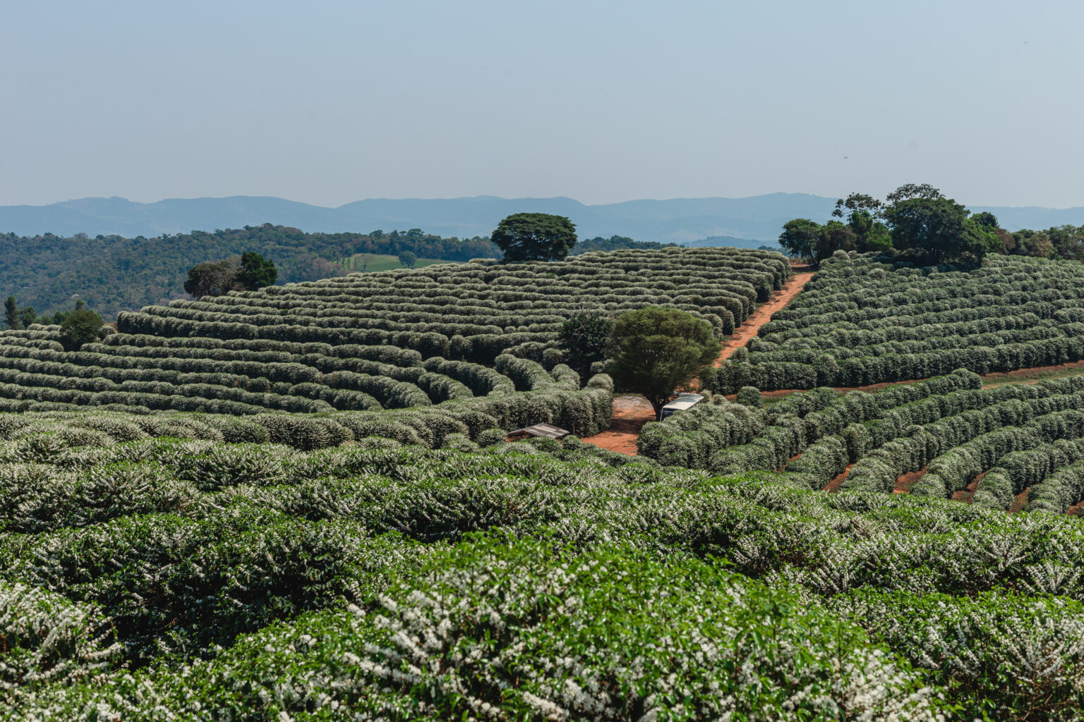 Rows of coffee trees planted in the Carmo de Minas region of Brazil