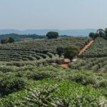 Rows of coffee trees planted in the Carmo de Minas region of Brazil