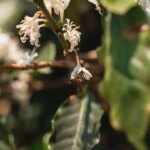 A bee pollinating a coffee flower