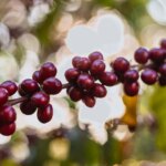 Ripe coffee cherries still on tree