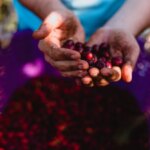Coffee picker holds perfectly ripe cherries in their hands in Carmo de Minas Brazil
