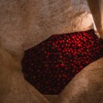 Picked red cherries in sack at Carmo de Minas in Brazil