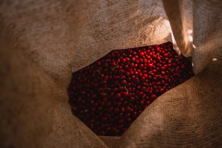Picked red cherries in sack at Carmo de Minas in Brazil