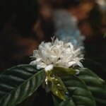 Coffee flowers in bloom -