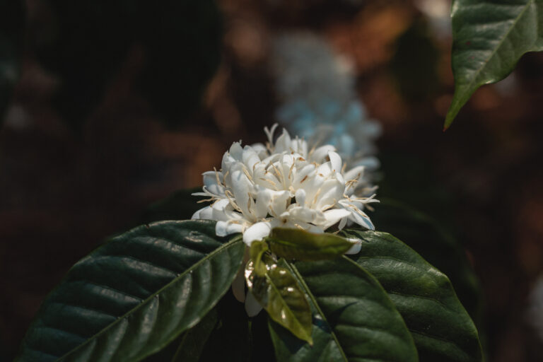 A close up image of white flowering coffee tree and leaves in Carmo de Minas Brazil