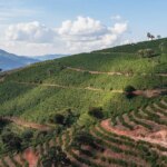 Coffee growing plantation in rows on a mountain in the Carmo region of Brazil.