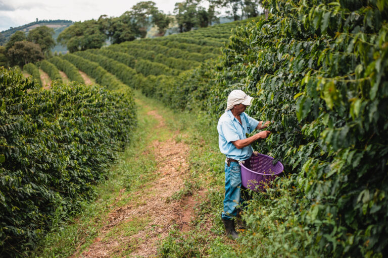 A coffee picker picks ripe coffee from rows of trees on a coffee farm in Carmo, Brazil