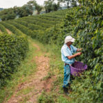 A coffee picker picks ripe coffee from rows of trees on a coffee farm in Carmo, Brazil