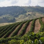 Farm view of a coffee plantation in Minas Gerais
