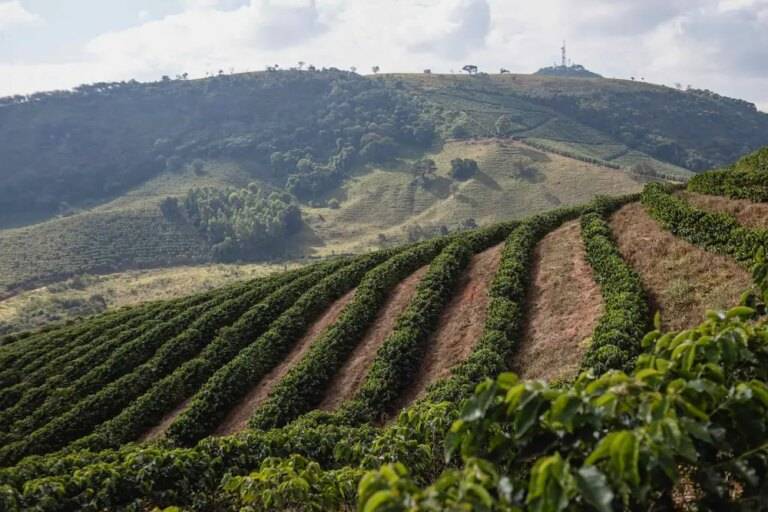 Farm view of a coffee plantation in Minas Gerais
