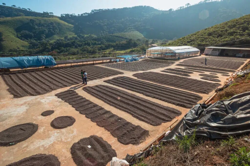 Wide view of drying patios in the Minas Gerais region