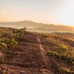 Coffee Seedlings growing at Carmo de Minas in Brazil