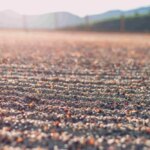 Washed coffee drying