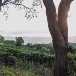 Landscape view from the coffee region in Carmo de Minas in Brazil