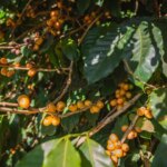 Yellow ripe cherries at Fazenta Santa Ines