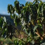 Healthy coffee tree with drooping leaves