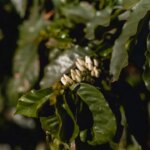 Coffee flower buds on a coffee tree about to bloom