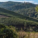 Landscape view of the coffee farm São Benedito Estate in Brazil