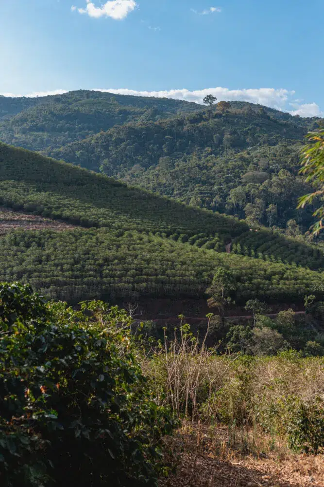Landscape view of the coffee farm São Benedito Estate in Brazil
