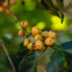 Ripe cherries on a coffee tree in São Benedito Estate in Brazil