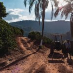 An insight into the terrain of the farm, wide paths allow for the use of machinery