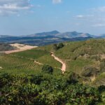 View of a coffee farm landscape