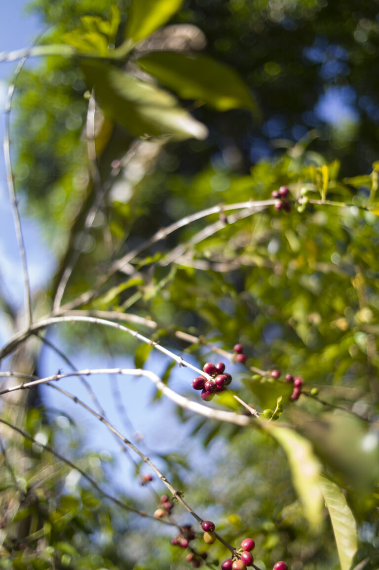 Ripe cherries on wild heirloom coffee tree in Chelelektu ECX Yirgacheffe