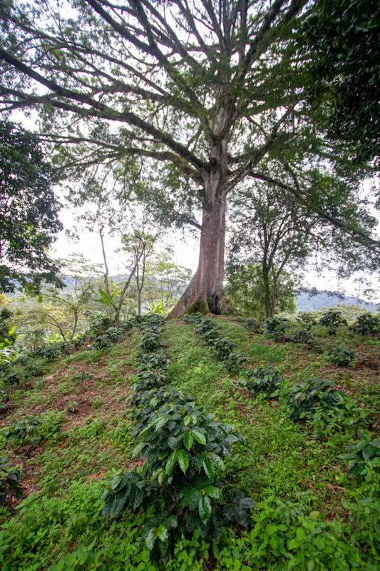 Finca El Árbol means 'the tree' that shades the rows of specialty coffee plants
