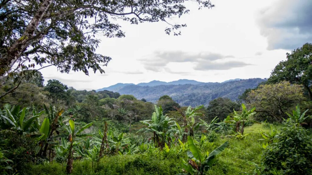 The beautiful view from Finca El Arbol of mountain tops in Dipilto Nueva Segovia region of Nicaragua