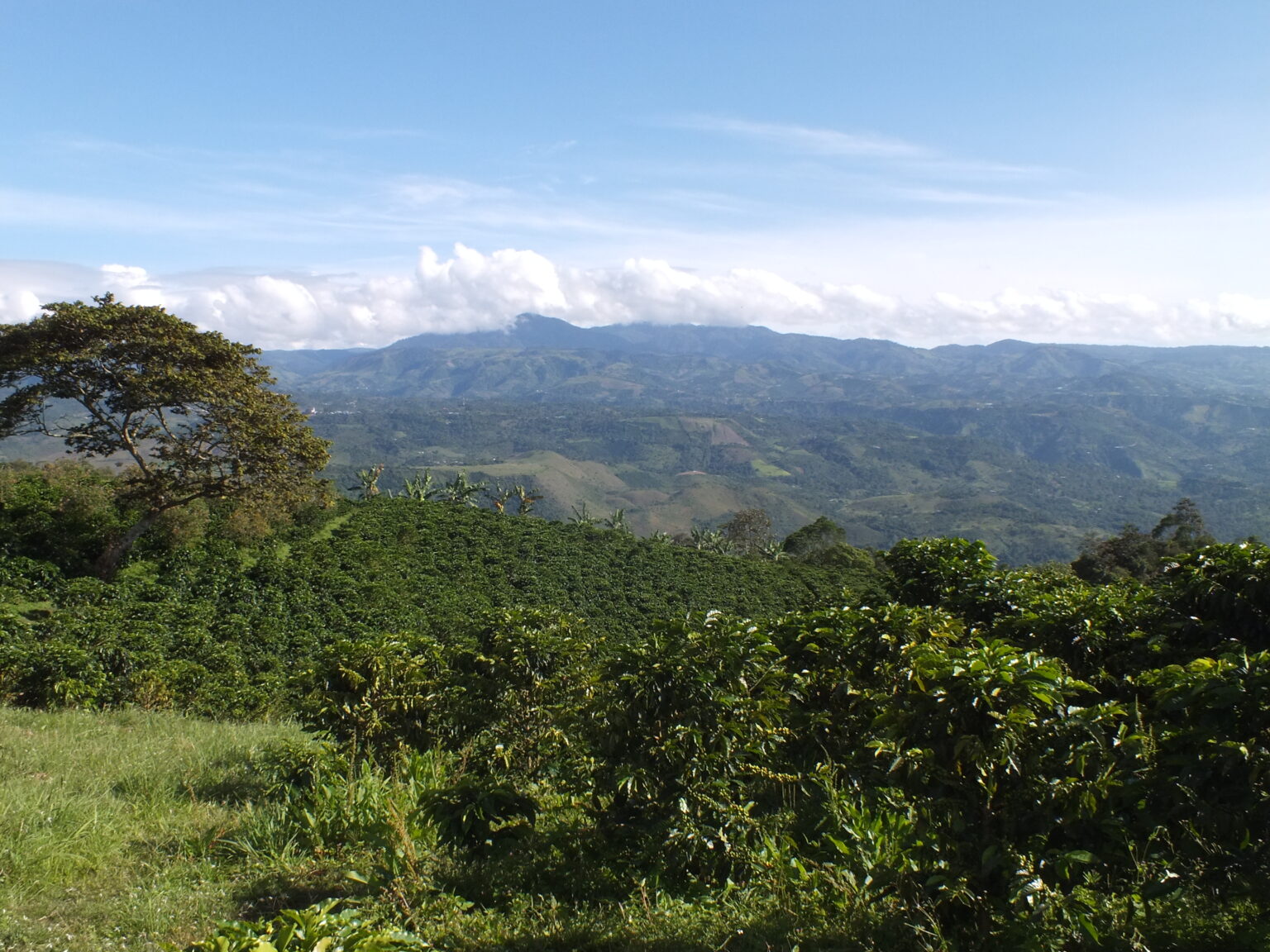 Coffee plantations in high altitude mountains at Huila region of Colombia