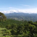 Coffee plantations in high altitude mountains at Huila region of Colombia