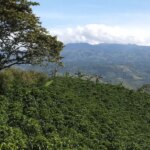 Rows of coffee trees growing in the Huila region of Colombia