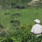 A coffee producer overlooking a coffee farm in the Huila region of Colombia