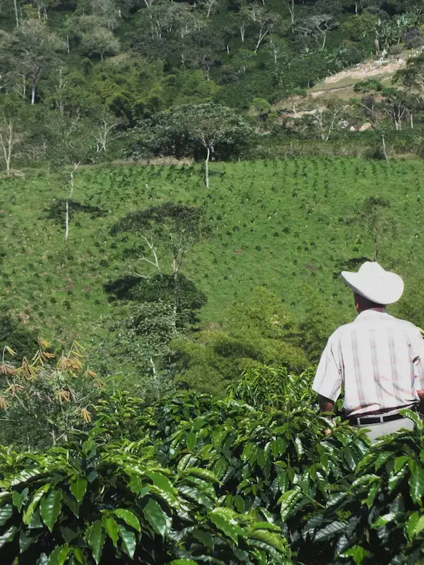 A coffee producer overlooking a coffee farm in the Huila region of Colombia