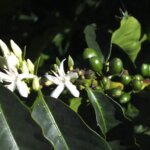 A flowering coffee tree in the Huila region of Colombia