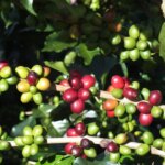 Ripe cherries on a coffee tree branch in the Huila region of Colombia.